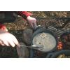 image:imageStansport PreSeasoned Cast Iron Skillet10